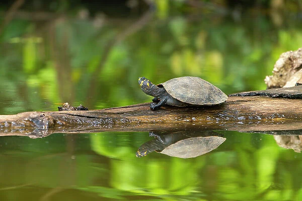 Yellow-spotted river turtle (Podocnemis unifilis) on branch on Lake Sandoval, Tambopata National Reserve near Puerto Maldonado, Tambopata Province, Madre de Dios Region, Peru