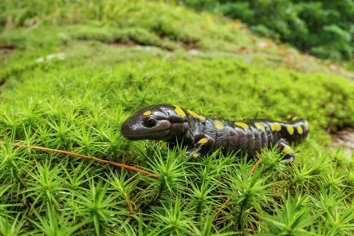 Framed Print : Yellow-spotted Salamander (Ambystoma maculatum) on haircap moss, Muskoka, Ontario, Canada Framed Print : Yellow-spotted Salamander (Ambystoma maculatum) on haircap moss, Muskoka, Ontario, Canada