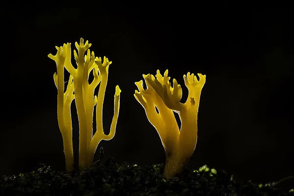 Yellow staghorn fungus (Calocera viscosa), Zakopane, Poland