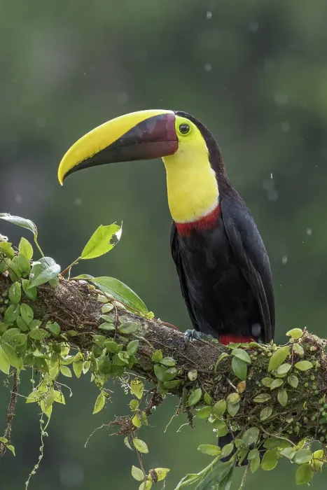 Framed Print : Yellow-throated Toucan (Ramphastos ambiguus), also known as the Chestnut-mandibled Toucan, Boca Tapada, Costa Rica Framed Print : Yellow-throated Toucan (Ramphastos ambiguus), also known as the Chestnut-mandibled Toucan, Boca Tapada, Costa Rica
