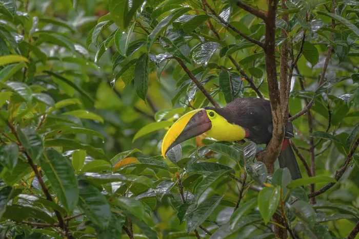 Framed Print : Yellow-throated Toucan (Ramphastos ambiguus), also known as the Chestnut-mandibled Toucan, Boca Tapada, Costa Rica Framed Print : Yellow-throated Toucan (Ramphastos ambiguus), also known as the Chestnut-mandibled Toucan, Boca Tapada, Costa Rica