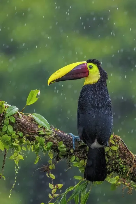 Framed Print : Yellow-throated Toucan (Ramphastos ambiguus), also known as the Chestnut-mandibled Toucan, Boca Tapada, Costa Rica Framed Print : Yellow-throated Toucan (Ramphastos ambiguus), also known as the Chestnut-mandibled Toucan, Boca Tapada, Costa Rica