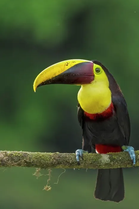 Framed Print : Yellow-throated Toucan (Ramphastos ambiguus), also known as the Chestnut-mandibled Toucan, Boca Tapada, Costa Rica Framed Print : Yellow-throated Toucan (Ramphastos ambiguus), also known as the Chestnut-mandibled Toucan, Boca Tapada, Costa Rica