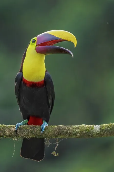 Framed Print : Yellow-throated Toucan (Ramphastos ambiguus), also known as the Chestnut-mandibled Toucan, Boca Tapada, Costa Rica Framed Print : Yellow-throated Toucan (Ramphastos ambiguus), also known as the Chestnut-mandibled Toucan, Boca Tapada, Costa Rica