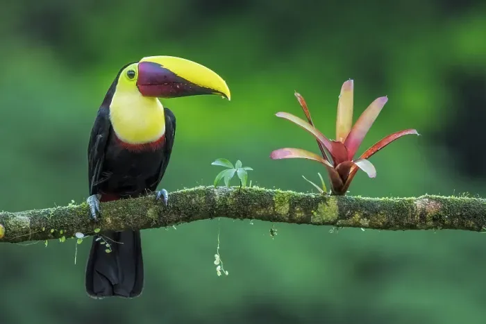 Framed Print : Yellow-throated Toucan (Ramphastos ambiguus), also known as the Chestnut-mandibled Toucan, Boca Tapada, Costa Rica Framed Print : Yellow-throated Toucan (Ramphastos ambiguus), also known as the Chestnut-mandibled Toucan, Boca Tapada, Costa Rica