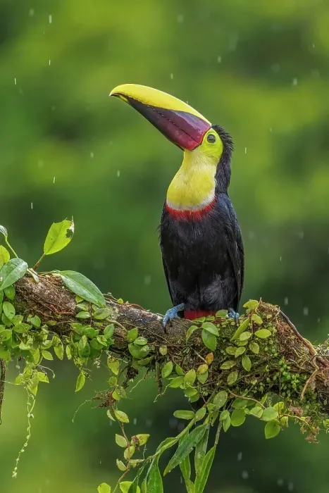 Framed Print : Yellow-throated Toucan (Ramphastos ambiguus), Costa Rica Framed Print : Yellow-throated Toucan (Ramphastos ambiguus), Costa Rica