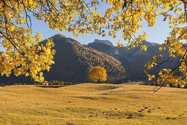 Yellow trees and meadows atMonte Bondone in autumn. Trento, Trentino, Italy