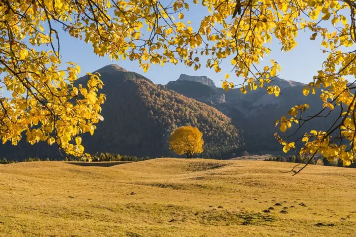 Framed Print : Yellow trees and meadows atMonte Bondone in autumn. Trento, Trentino, Italy Framed Print : Yellow trees and meadows atMonte Bondone in autumn. Trento, Trentino, Italy