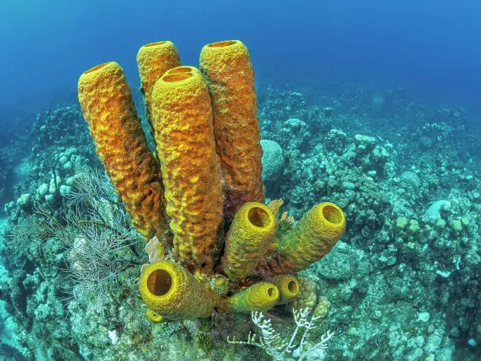 Framed Print : Yellow Tube Sponge (Aplysina fistularis), Grand Cayman, Cayman Islands, British West Indies Framed Print : Yellow Tube Sponge (Aplysina fistularis), Grand Cayman, Cayman Islands, British West Indies