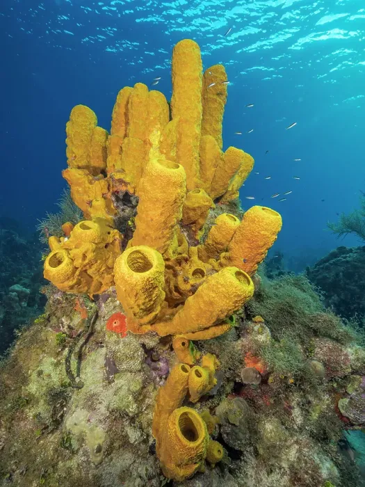 Framed Print : Yellow Tube Sponge (Aplysina fistularis), Grand Cayman, Cayman Islands, British West Indies Framed Print : Yellow Tube Sponge (Aplysina fistularis), Grand Cayman, Cayman Islands, British West Indies