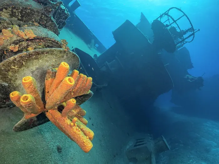 Framed Print : Yellow Tube Sponge (Aplysina fistularis) on the USS Kittiwake, Grand Cayman, Cayman Islands, British West Indies Framed Print : Yellow Tube Sponge (Aplysina fistularis) on the USS Kittiwake, Grand Cayman, Cayman Islands, British West Indies