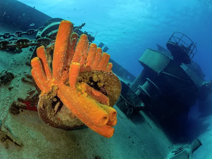Framed Print : Yellow Tube Sponge cluster (Aplysina fistularis) on the USS Kittiwake wreck off Seven Mile Beach, Grand Cayman, Cayman Islands, British West Indies Framed Print : Yellow Tube Sponge cluster (Aplysina fistularis) on the USS Kittiwake wreck off Seven Mile Beach, Grand Cayman, Cayman Islands, British West Indies