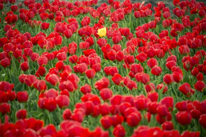 Framed Print : One yellow tulip in field of red tulips in spring, Lisse, South Holland, Netherlands Framed Print : One yellow tulip in field of red tulips in spring, Lisse, South Holland, Netherlands