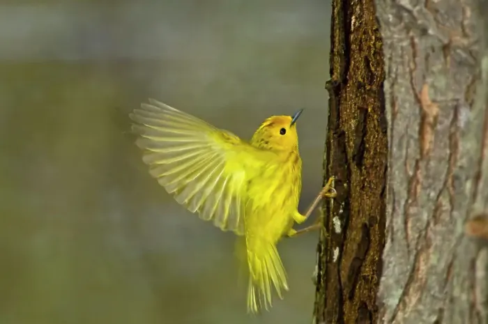 Framed Print : Yellow warbler (Dendroica petechia gundlach) Point Pelee National Park, Ontario, Canada
