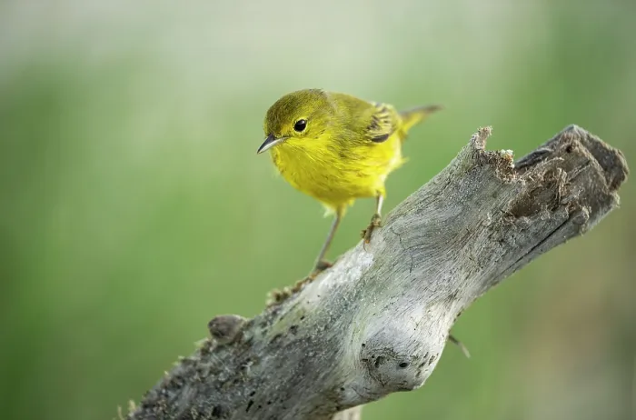 Framed Print : Yellow Warbler, Isla Isabela, Galapagos Islands, Ecuador Framed Print : Yellow Warbler, Isla Isabela, Galapagos Islands, Ecuador