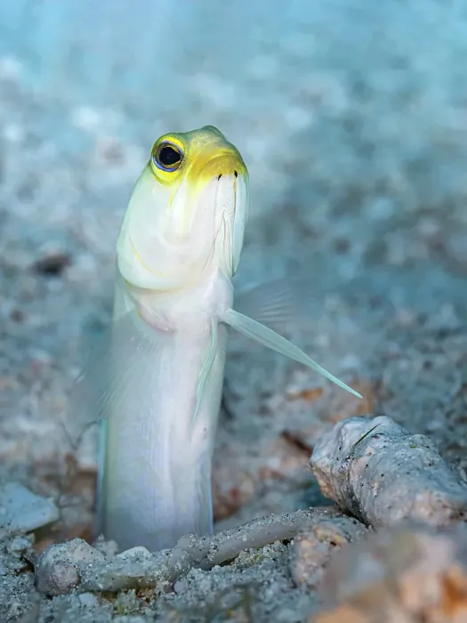 Framed Print : Yellowhead Jawfish (Opistognathus aurifrons), Grand Cayman, Cayman Islands, British West Indies Framed Print : Yellowhead Jawfish (Opistognathus aurifrons), Grand Cayman, Cayman Islands, British West Indies