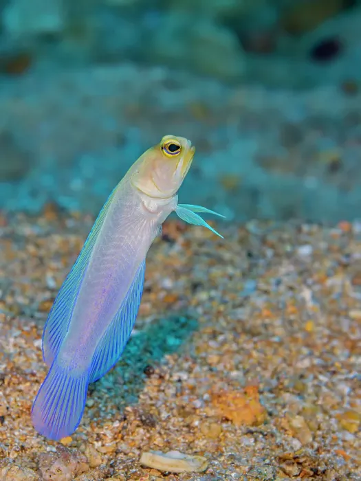 Framed Print : Yellowhead Jawfish (Opistognathus aurifrons), Grand Cayman, Cayman Islands, British West Indies Framed Print : Yellowhead Jawfish (Opistognathus aurifrons), Grand Cayman, Cayman Islands, British West Indies