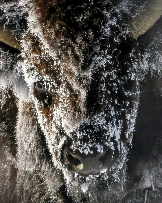 Framed Print : Yellowstone National Park. A frosty bison gazing close-up