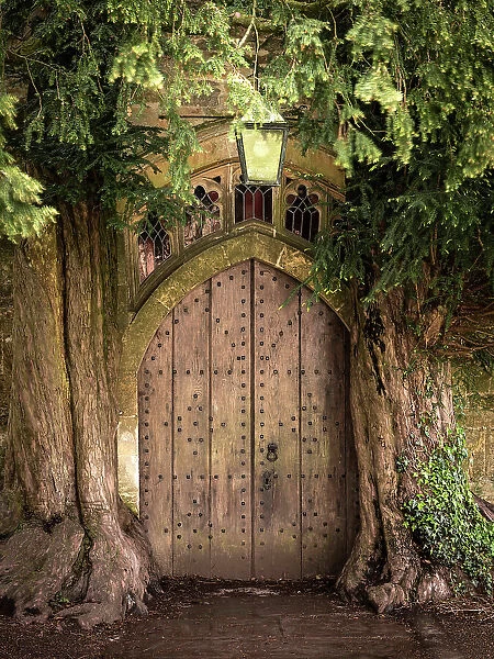 Yew trees surrounding the church door at St Edwards Church, Stow on the Wold in the Cotswolds, Gloucestershire, England. Spring (May) 2021