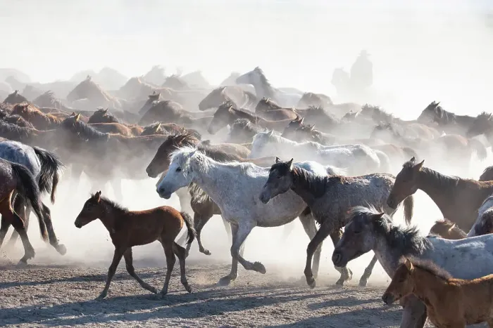 Framed Print : Yilki horses, Cappadocia, Nevsehir Province, Central Anatolia, Turkey Framed Print : Yilki horses, Cappadocia, Nevsehir Province, Central Anatolia, Turkey