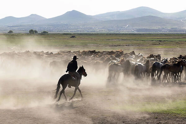 Yilki horses, Cappadocia, Nevsehir Province, Central Anatolia, Turkey