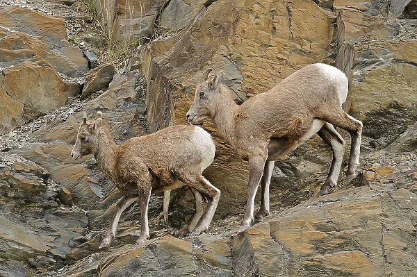 Young American or Rocky Mountain bighorn sheep (Ovis canadensis canadensis) on cliff ledge, Jasper National Park, Alberta, Canada