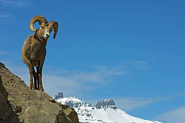 Young American or Rocky Mountain bighorn sheep (Ovis canadensis canadensis) on cliff ledge in Jasper National Park, Alberta, Canada