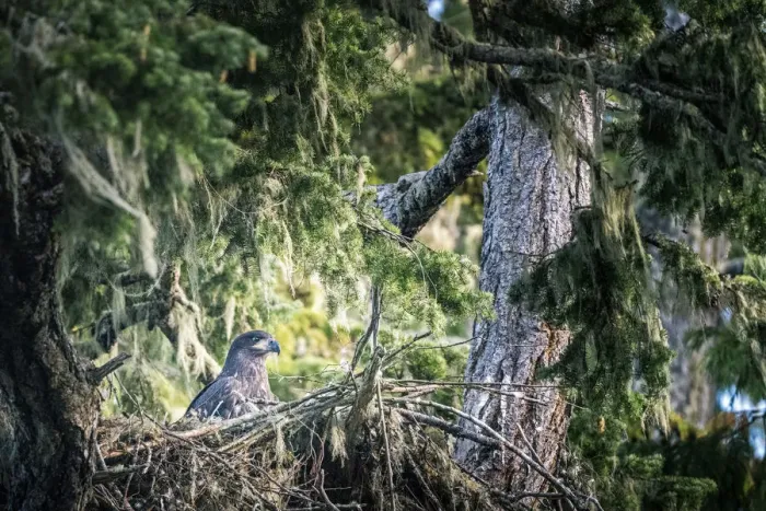 Framed Print : Young bald eagle in the nest, Vancouver Island, British Columbia, Canada Framed Print : Young bald eagle in the nest, Vancouver Island, British Columbia, Canada