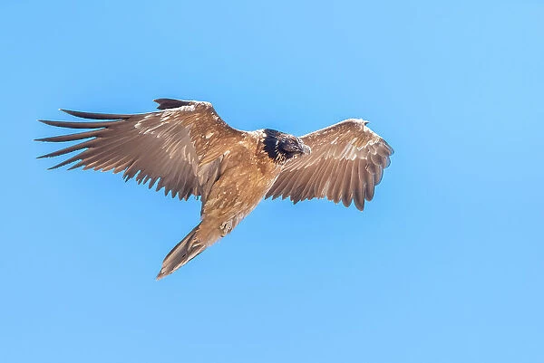 Young bearded vulture, Valle dell Orco, Gran Paradiso National Park, Piedmont, province of Turin, Graian alps, Italy