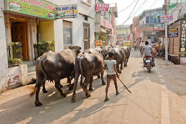 Young Boy Herding Cows Down Street, Agra, Uttar Pradesh, India