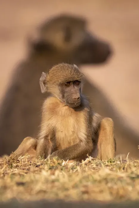 Framed Print : Young Chacma Baboon, Chobe River, Chobe National Park, Botswana Framed Print : Young Chacma Baboon, Chobe River, Chobe National Park, Botswana