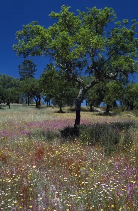 Framed Print : A young cork tree in a field of wild flowers Framed Print : A young cork tree in a field of wild flowers