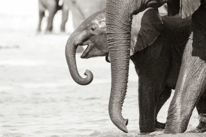 Framed Print : Young Elephant, Chobe River, Chobe National Park, Botswana Framed Print : Young Elephant, Chobe River, Chobe National Park, Botswana
