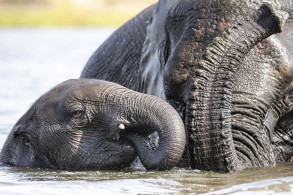 Young Elephant with mother, Chobe River, Chobe National Park, Botswana