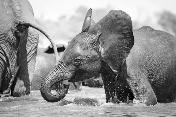 Framed Print : Young Elephant playing, Chobe River, Chobe National Park, Botswana Framed Print : Young Elephant playing, Chobe River, Chobe National Park, Botswana