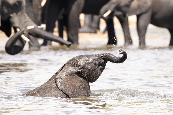 Young Elephant playing, Chobe River, Chobe National Park, Botswana