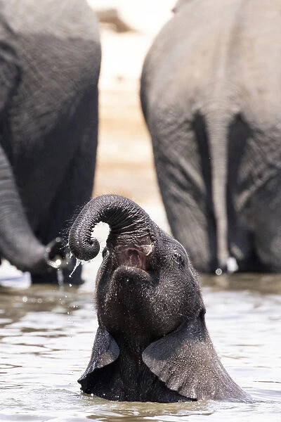 Young Elephant playing, Chobe River, Chobe National Park, Botswana
