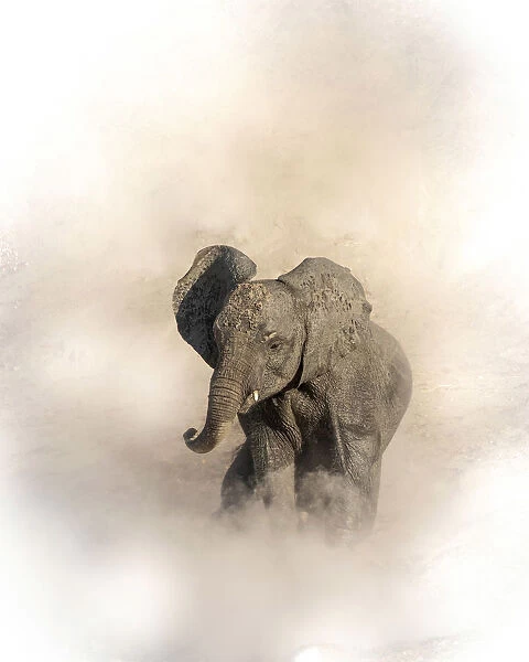 Young elephant shrouded in dust, Chobe River, Chobe National Park, Botswana