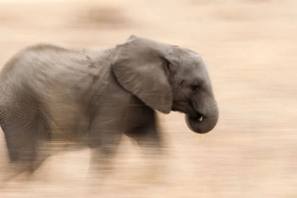Young Elephant walking in Tarangire National Park, Tanzania