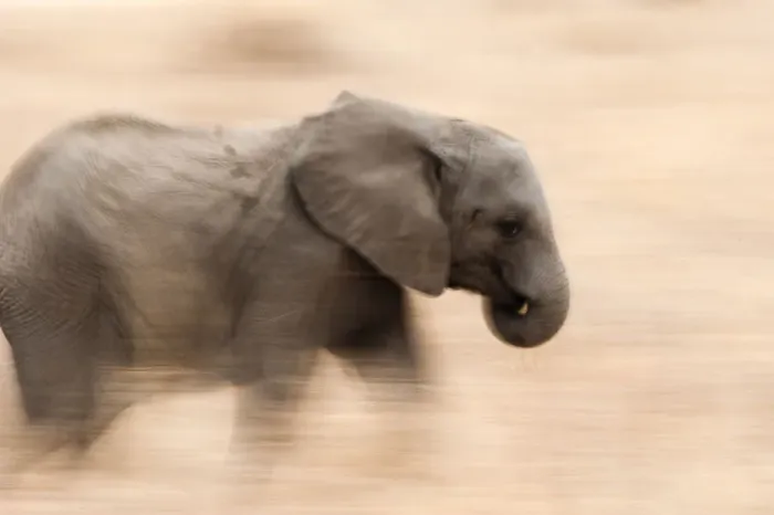 Framed Print : Young Elephant walking in Tarangire National Park, Tanzania