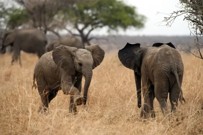 Framed Print : Two young elephants face off, in Tarangire, Tanzania