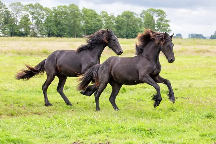 Framed Print : Two young Friesian horses run free, North-West Friesland, Netherlands