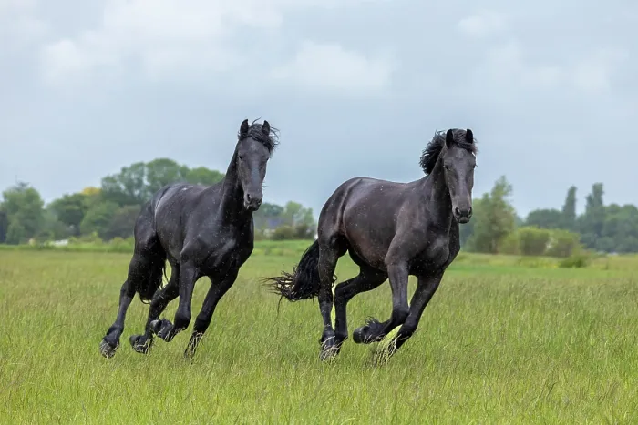 Framed Print : Two young Friesian horses run free in the rain, North-West Friesland, Netherlands Framed Print : Two young Friesian horses run free in the rain, North-West Friesland, Netherlands