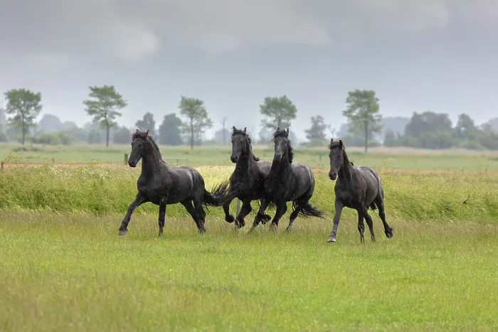 Framed Print : Four young Friesian horses run free in the rain, North-West Friesland, Netherlands Framed Print : Four young Friesian horses run free in the rain, North-West Friesland, Netherlands