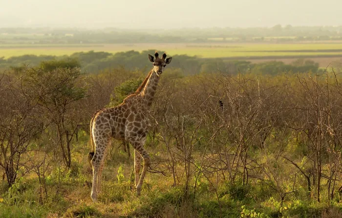 Framed Print : Young giraffe, Zimanga Private Game Reserve, KwaZulu Natal, South Africa Framed Print : Young giraffe, Zimanga Private Game Reserve, KwaZulu Natal, South Africa