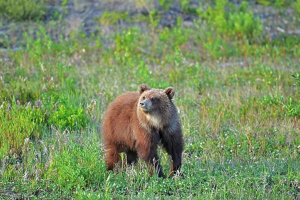 Young Grizzly bear (Ursus arctos) at edge of forest Alalska Highway west of Whitehorse, Yukon, Canada