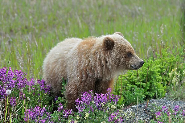 Young grizzly bear (Ursus arctos horribilis) along the Alaska Highway Alaska Highway east of Haines Junction, Yukon, Canada