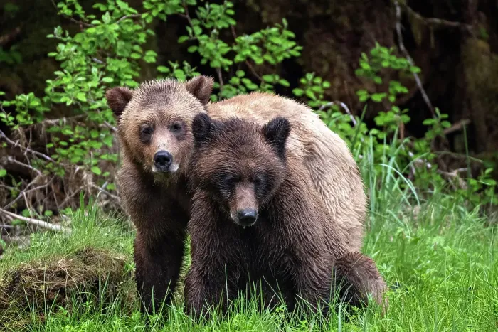 Framed Print : Young grizzly bears mating in the Khutzeymateen Grizzly Bear Sanctuary, Canada Framed Print : Young grizzly bears mating in the Khutzeymateen Grizzly Bear Sanctuary, Canada