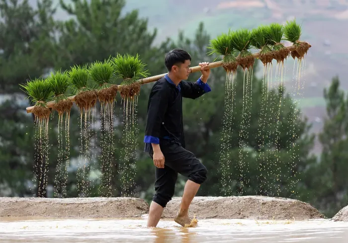 Framed Print : Young Hmong man carrying rice plants on a wooden pole in the rice terraces, Mu Cang Chai, Vietnam Framed Print : Young Hmong man carrying rice plants on a wooden pole in the rice terraces, Mu Cang Chai, Vietnam