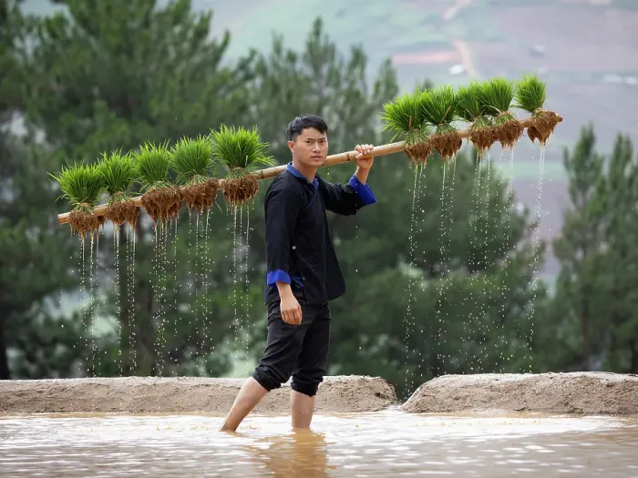 Framed Print : Young Hmong man carrying rice plants on a wooden pole in the rice terraces, Mu Cang Chai, Vietnam Framed Print : Young Hmong man carrying rice plants on a wooden pole in the rice terraces, Mu Cang Chai, Vietnam